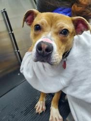 Shelter Stray Female Dog last seen Midland Park Road / S Aviation Avenue, North Charleston, SC, 2455 Remount Rd, North Charleston, SC 29406, USA