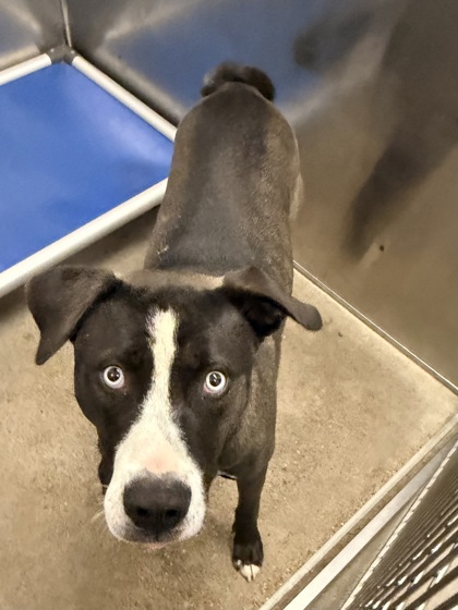 Shelter Stray Male Dog last seen W 54 & Storer, 2nd District, OH, 9203 Detroit Ave, Cleveland, OH 44102, USA