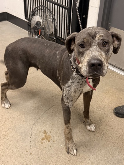 Shelter Stray Female Dog last seen Near Chambers, 4th District, OH, 9203 Detroit Ave, Cleveland, OH 44102, USA