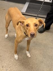 Shelter Stray Female Dog last seen Near Raymond, 4th District, OH, 9203 Detroit Ave, Cleveland, OH 44102, USA