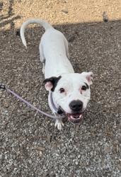 Shelter Stray Female Dog last seen Near Marbut Rd, 30058, GA, 3280 Chamblee Dunwoody Rd, Chamblee, GA 30341, USA