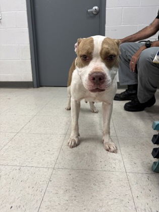 Shelter Stray Female Dog last seen , Harrison County, MS, 2615 25th Ave, Gulfport, MS 39501, USA