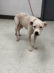 Shelter Stray Female Dog last seen , Harrison County, MS, 2615 25th Ave, Gulfport, MS 39501, USA