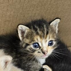 Shelter Stray Female Cat last seen Near Kensington Rd, Decatur, GA 30032, 30032, GA, 3280 Chamblee Dunwoody Rd, Chamblee, GA 30341, USA