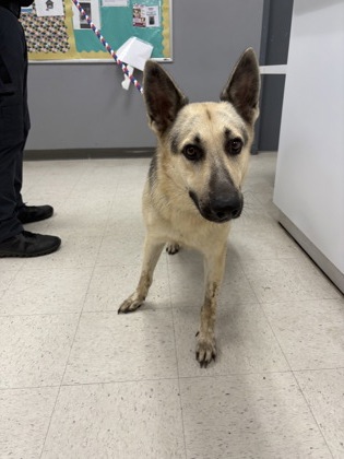 Shelter Stray Male Dog last seen , Harrison County, MS, 2615 25th Ave, Gulfport, MS 39501, USA