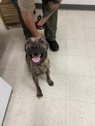 Shelter Stray Female Dog last seen , Gulfport, MS, 2615 25th Ave, Gulfport, MS 39501, USA