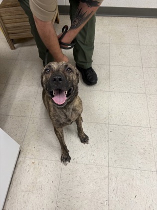 Shelter Stray Female Dog last seen , Gulfport, MS, 2615 25th Ave, Gulfport, MS 39501, USA