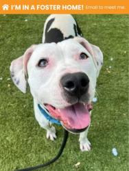 Shelter Stray Female Dog last seen Near Parley ave, 21213, MD, 2490 Giles Rd, Baltimore, MD 21225, USA