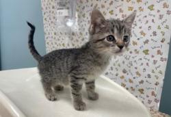 Shelter Stray Female Cat last seen Brown Ave, 43607, OH, 827 Illinois Ave, Maumee, OH 43537, USA