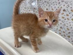 Shelter Stray Male Cat last seen Brown Ave, 43607, OH, 827 Illinois Ave, Maumee, OH 43537, USA