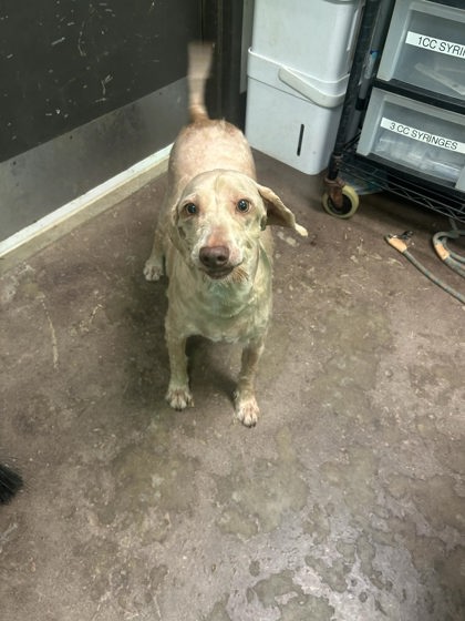 Shelter Stray Male Dog last seen Near CR 216, Lauderdale County, AL, 3240 Roberson Rd, Florence, AL 35630, USA