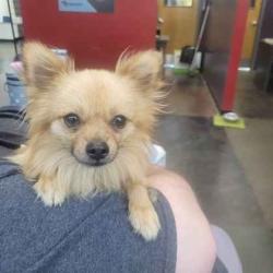 Shelter Stray Male Dog last seen Shelby Drive and Holmes, Memphis, TN, 935 Farm Rd, Memphis, TN 38134, USA