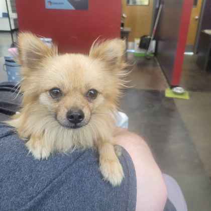 Shelter Stray Male Dog last seen Shelby Drive and Holmes, Memphis, TN, 935 Farm Rd, Memphis, TN 38134, USA