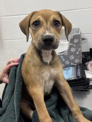 Shelter Stray Male Dog last seen NE 44th St, 64116, 64116, MO, 7077 Elmwood Ave, Kansas City, MO 64132, USA