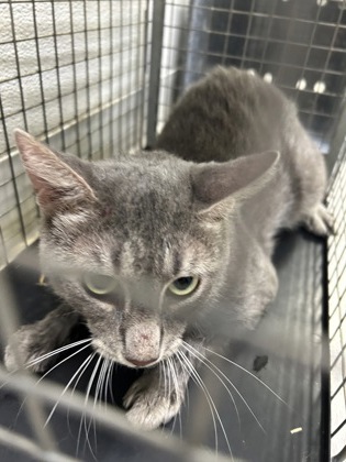 Shelter Stray Unknown Cat last seen Near Tippy Terrance, EDGECLIFF VILLAGE, TX, 3961 Bluebell Dr, Everman, TX 76140, USA