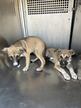 Shelter Stray Male Dog last seen Near Block Of Colonial, FOREST HILL, TX, 3961 Bluebell Dr, Everman, TX 76140, USA