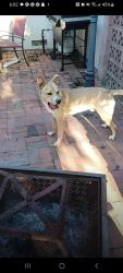 Found/Stray Male Dog last seen Sherwood, Modesto, CA 95350