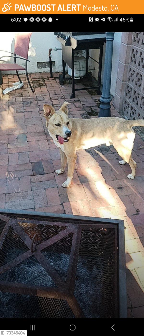 Found/Stray Male Dog last seen Sherwood, Modesto, CA 95350