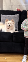 Lost Male Dog last seen School, Hayward, CA 94541
