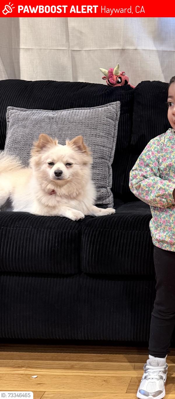 Lost Male Dog last seen School, Hayward, CA 94541