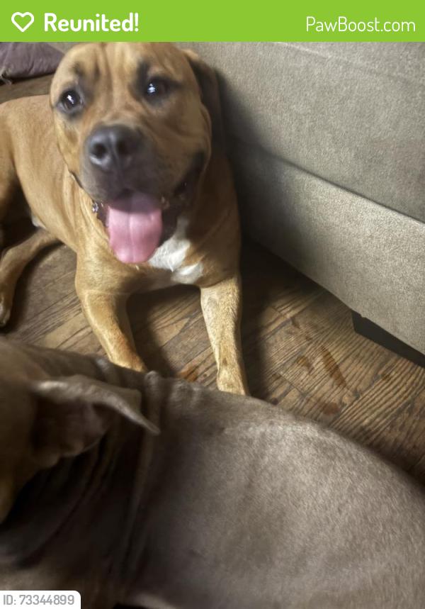 Reunited Male Dog last seen 10th ave, Gary, IN 46403