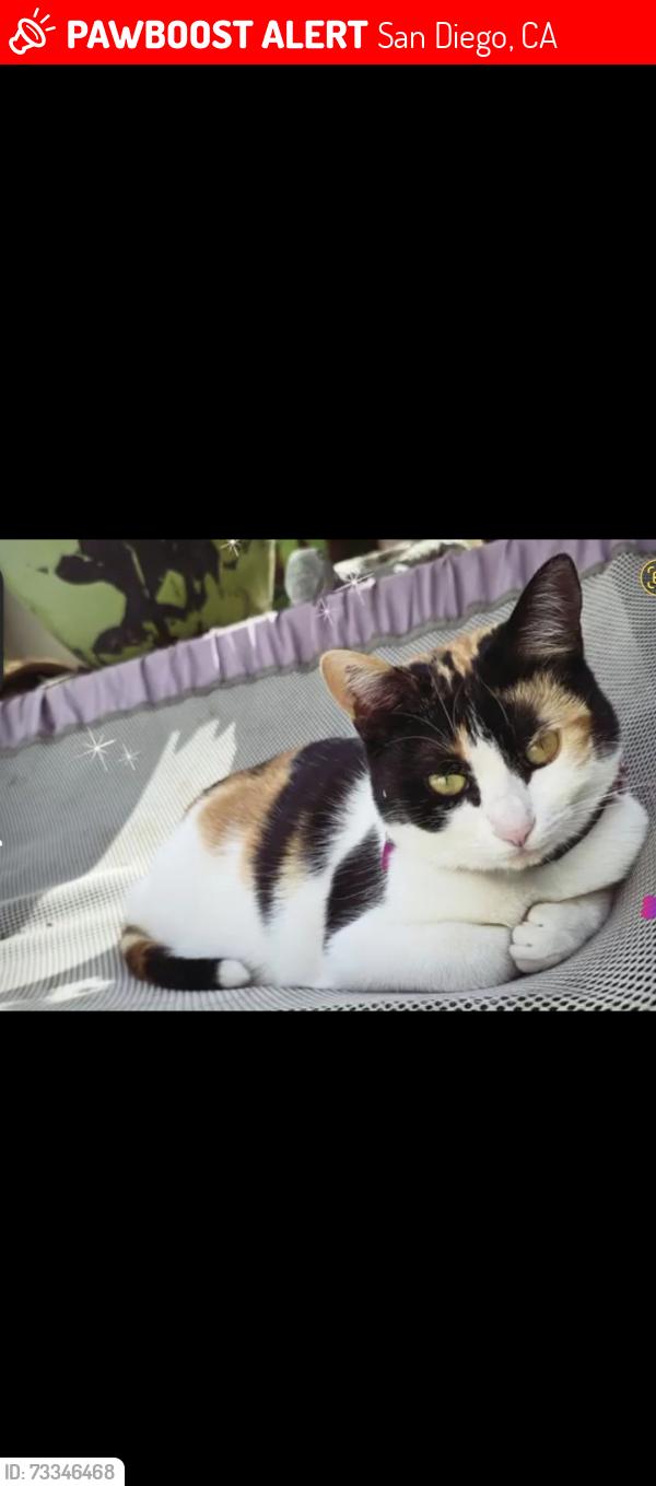Lost Female Cat last seen Palm Ave, San Diego, CA 92154