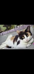 Lost Female Cat last seen Palm Ave, San Diego, CA 92154