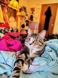 Lost Male Cat last seen Rimrock, Billings, MT 59102