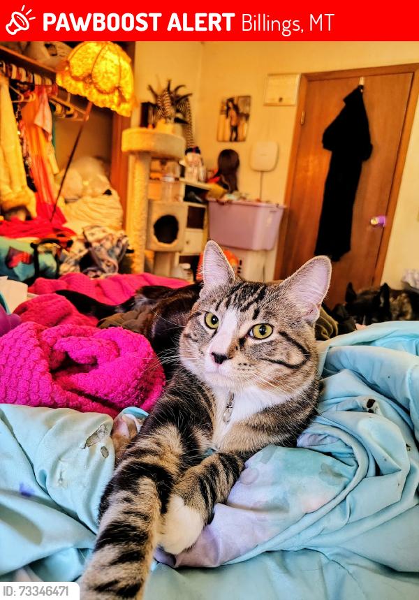 Lost Male Cat last seen Rimrock, Billings, MT 59102