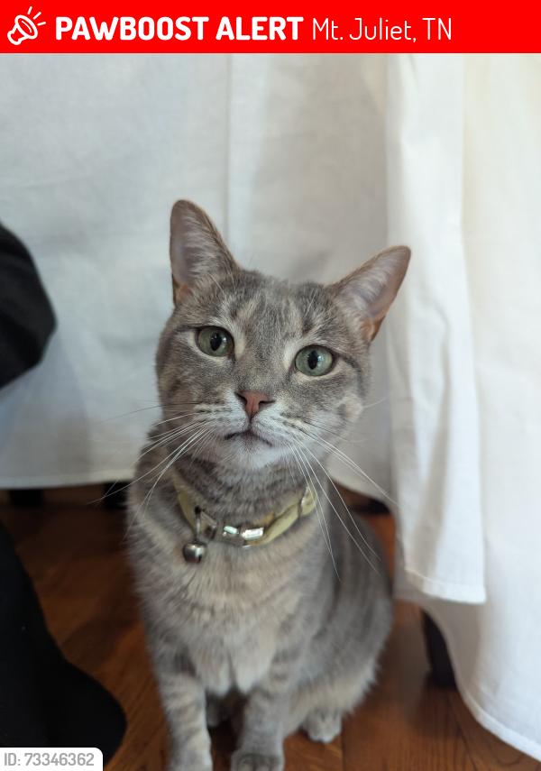 Lost Female Cat last seen we think she dashed out the front foor, Mt. Juliet, TN 37122