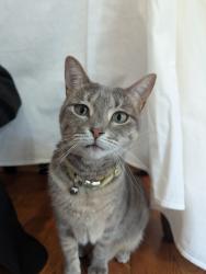 Lost Female Cat last seen we think she dashed out the front foor, Mt. Juliet, TN 37122