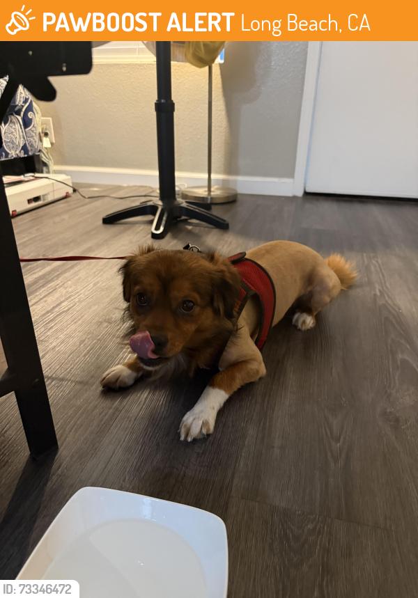 Found/Stray Male Dog last seen E. 11th St. and New Port Ave, Long Beach, CA 90804