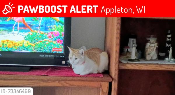 Lost Female Cat last seen Valley Rd area by Oneida St, Appleton, WI 54915