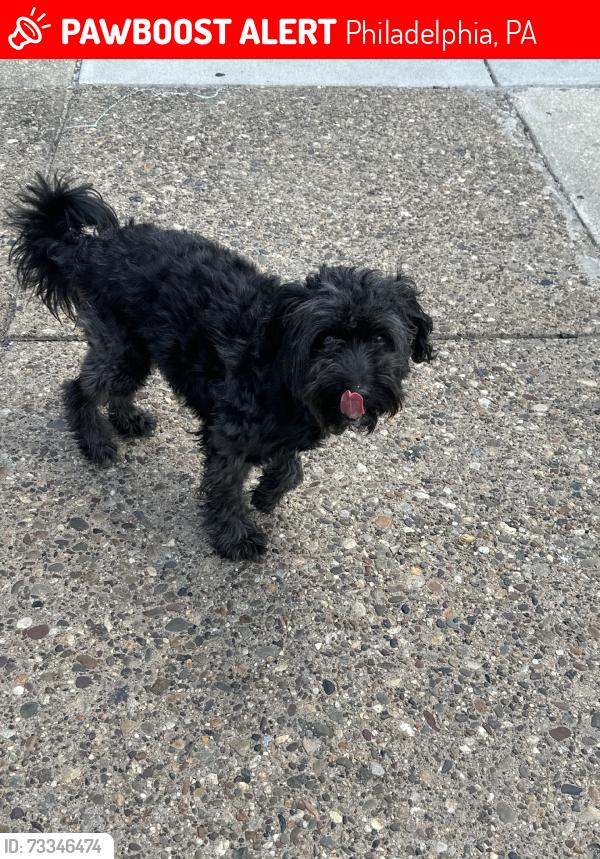 Lost Male Dog last seen 56th arch st, Philadelphia, PA 19139