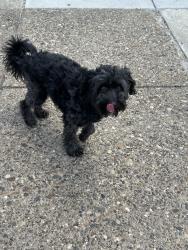 Lost Male Dog last seen 56th arch st, Philadelphia, PA 19139