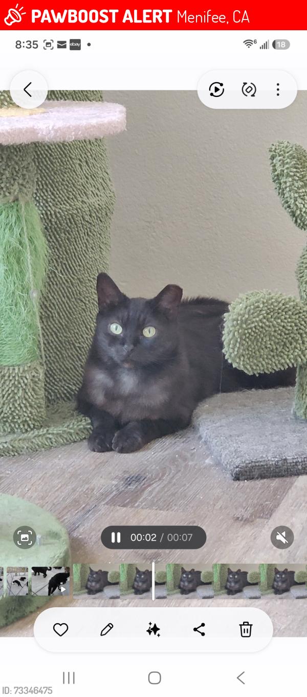 Lost Female Cat last seen Newport and Evans, Menifee, CA 92584