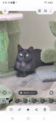 Lost Female Cat last seen Newport and Evans, Menifee, CA 92584