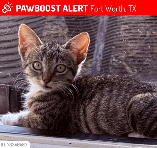 Lost Male Cat last seen Crestline at Tulsa Way near Dickies Arena, Fort Worth, TX 76107