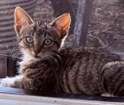 Lost Male Cat last seen Crestline at Tulsa Way near Dickies Arena, Fort Worth, TX 76107