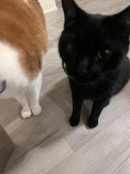 Reunited Male Cat last seen Near Malabar St., Los Angeles 90033, Los Angeles, CA 90033