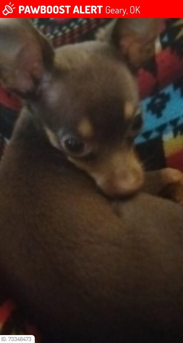 Lost Male Dog last seen Grand valley apmts, Geary, OK 73040