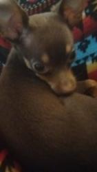 Lost Male Dog last seen Grand valley apmts, Geary, OK 73040