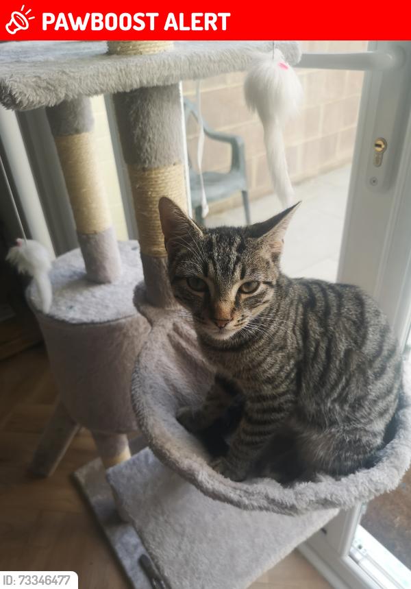 Lost Male Cat last seen Ryecroft Street Gloucester, Gloucestershire, England 