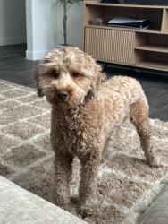 Reunited Female Dog last seen Silverheart Ave, Las Vegas, NV 89142, USA, Sunrise Manor, NV 89142