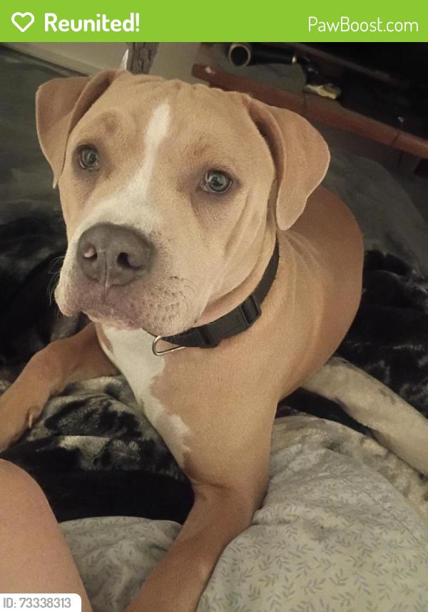 Reunited Male Dog last seen 4th plain and brandt rd Vancouver Washington, Vancouver, WA 98661