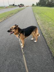 Lost Female Dog last seen 7th st w and Smith ave, Saint Paul, MN 55102