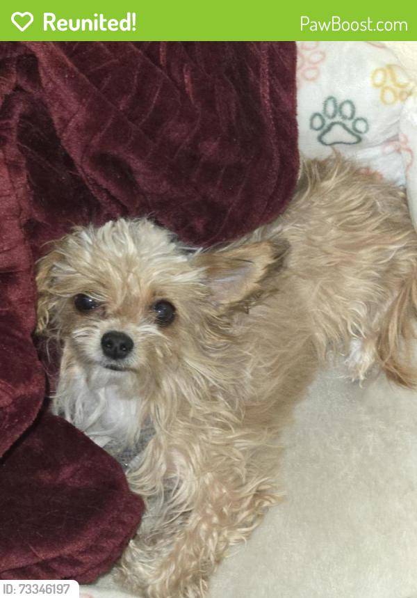 Reunited Female Dog last seen Bruce and Bonanza, North Las Vegas, NV 89032