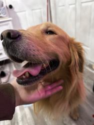 Reunited Male Dog last seen Near Karen Ln, Riverside, CA 92509, USA, Riverside, CA 92509