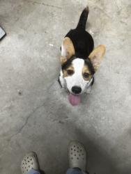 Found/Stray Male Dog last seen Pioneer Dr and Denison Ln, Bakersfield, CA 93306
