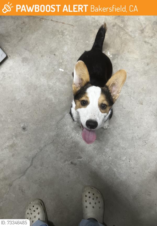Found/Stray Male Dog last seen Pioneer Dr and Denison Ln, Bakersfield, CA 93306